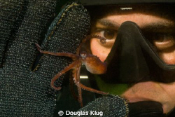 Pocket Octo. This tiny juvenile two-spot was shot with a ... by Douglas Klug 
